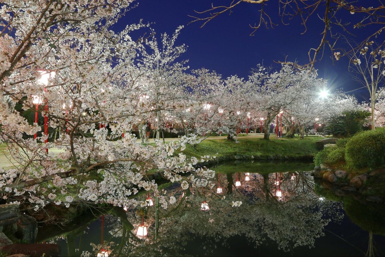 小城公園の夜桜