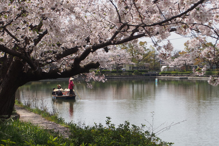 佐賀城公園の美しい桜