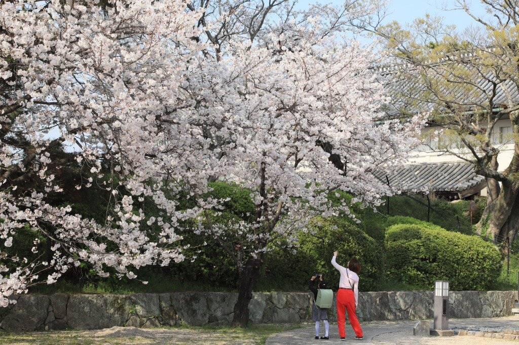 佐賀城公園の満開の桜