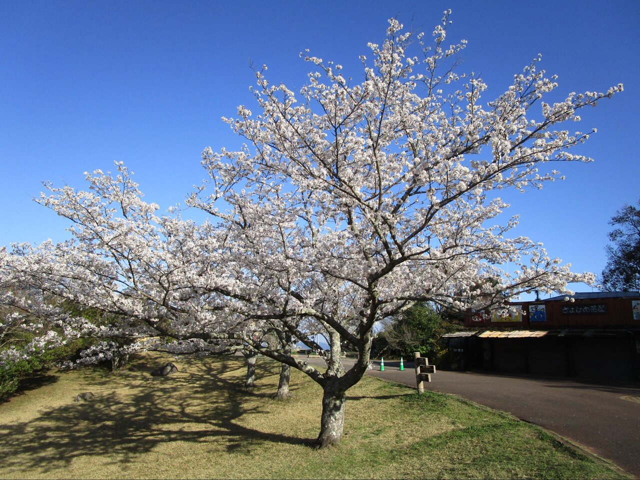青空と鏡山の桜