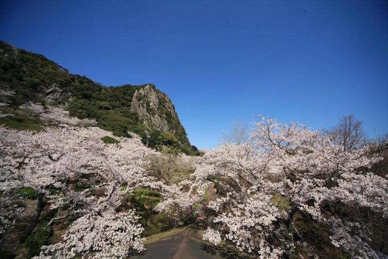 桜が咲き誇る御船山楽園
