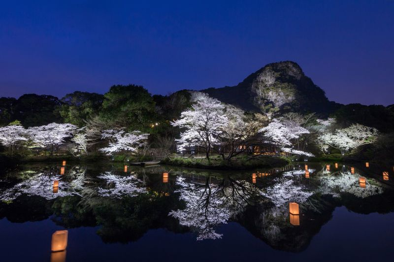 桜がライトアップされた夜の御船山楽園