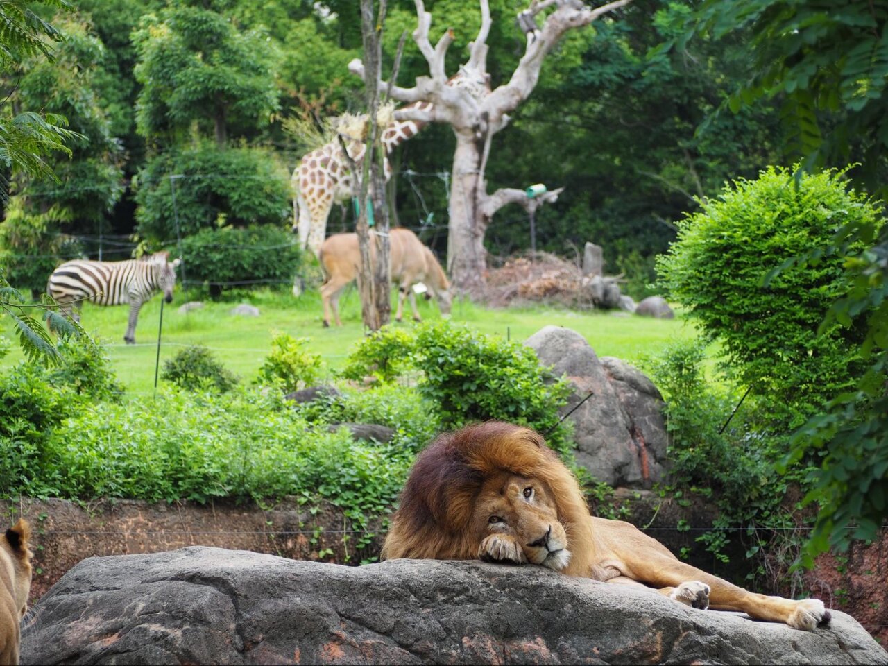 天王寺動物園でのんびり暮らす動物達