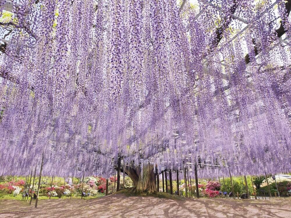 あしかがフラワーパークの大藤