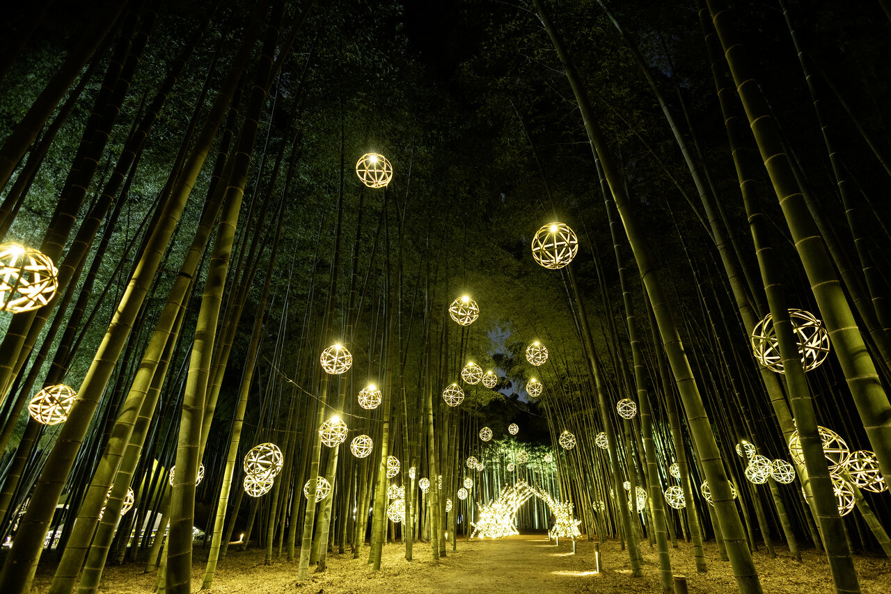 ライトアップされた若竹の杜 若山農場
