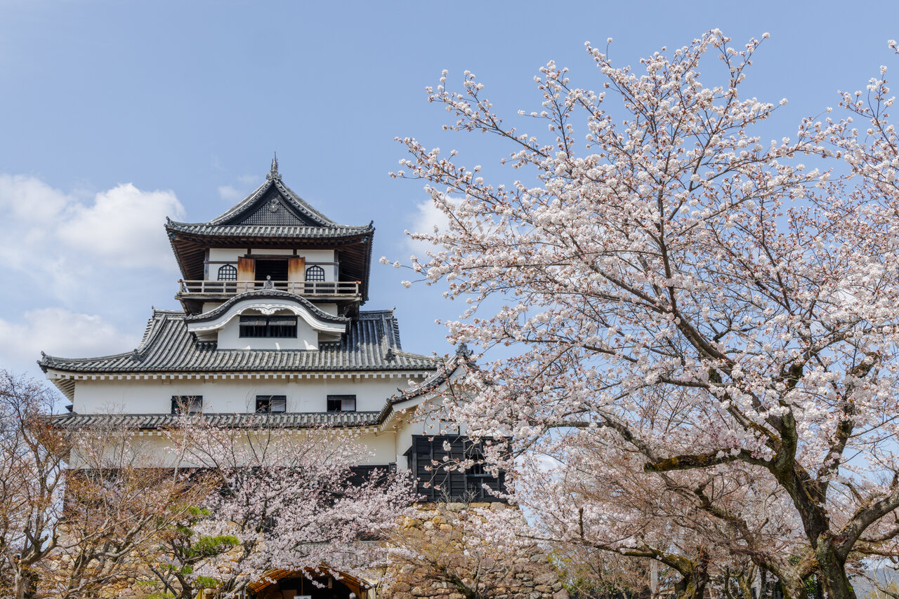 犬山城と満開の桜
