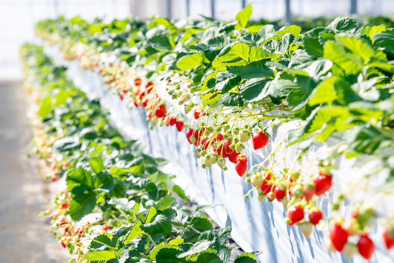 赤く実ったいちご