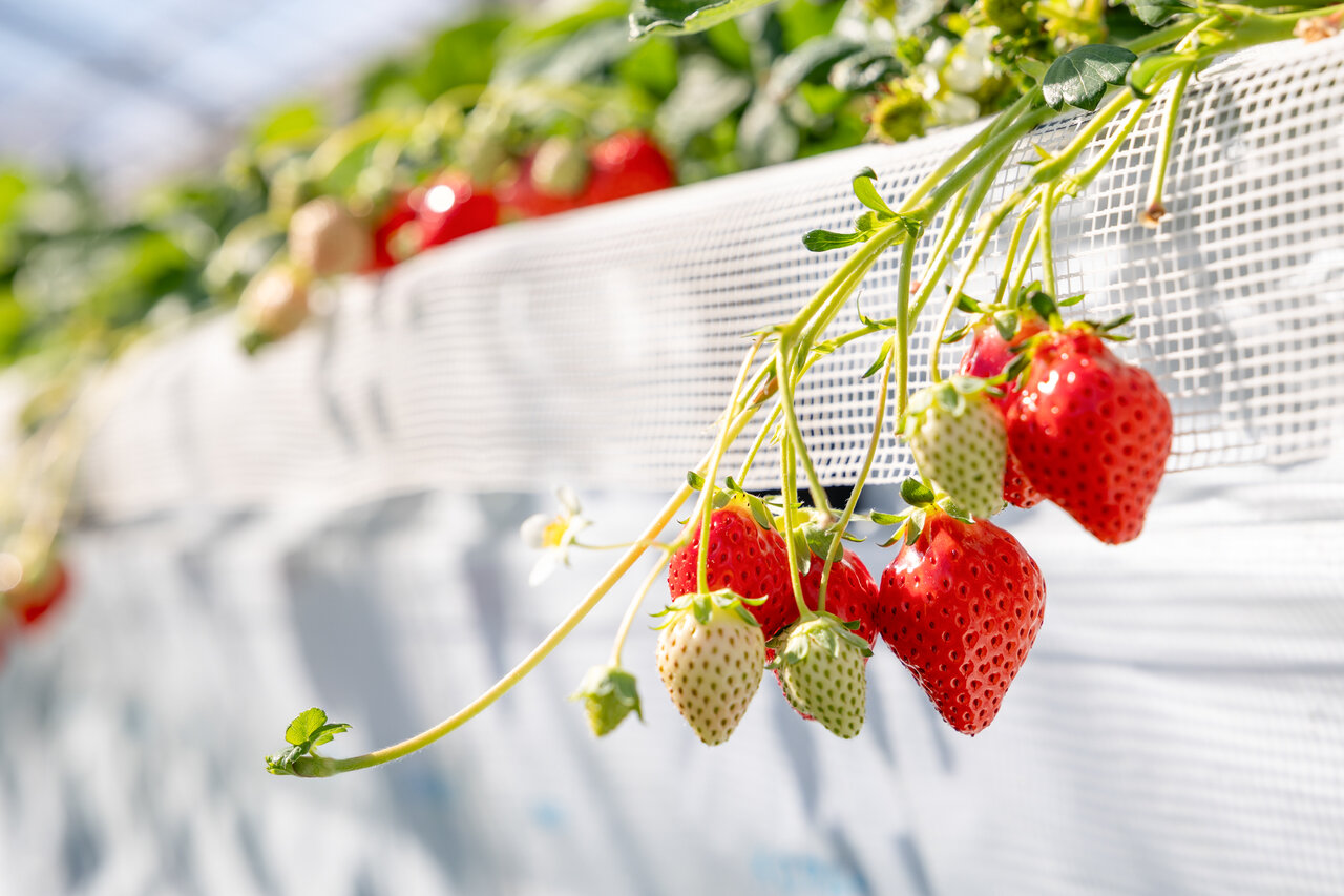 赤と緑のいちご