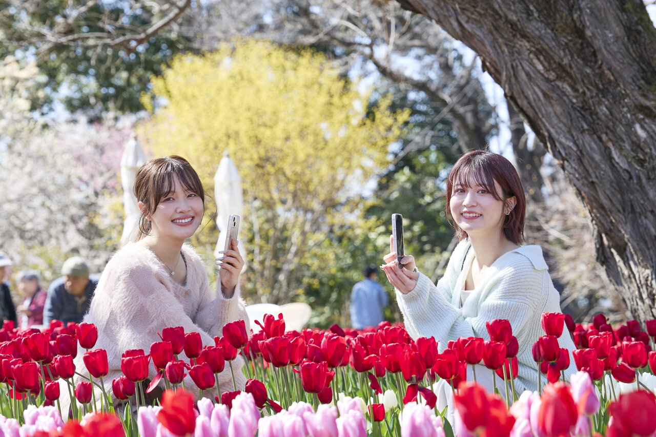 チューリップ畑で写真を撮る女性達