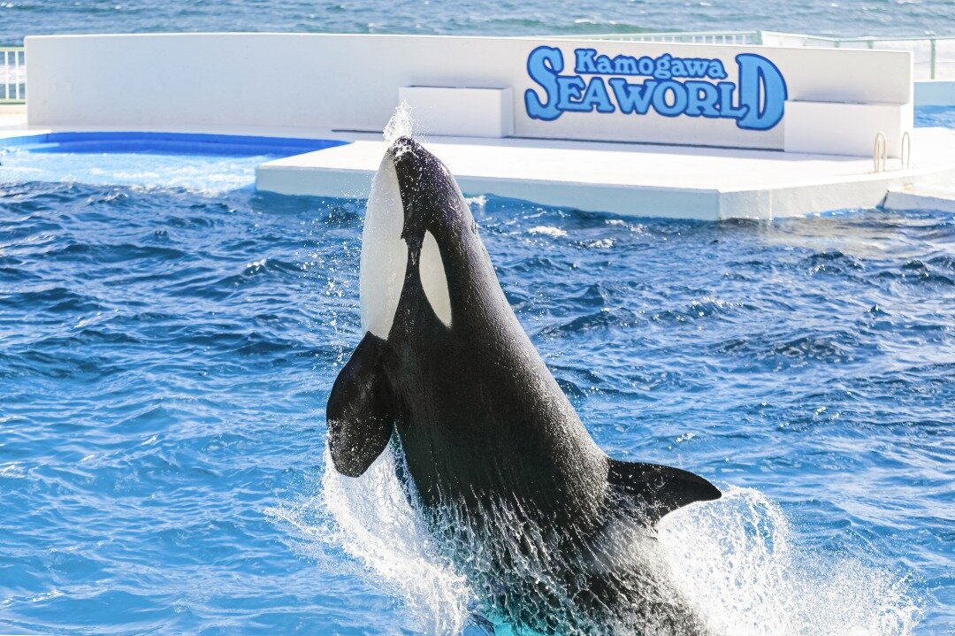 鴨川シーワールドのシャチ