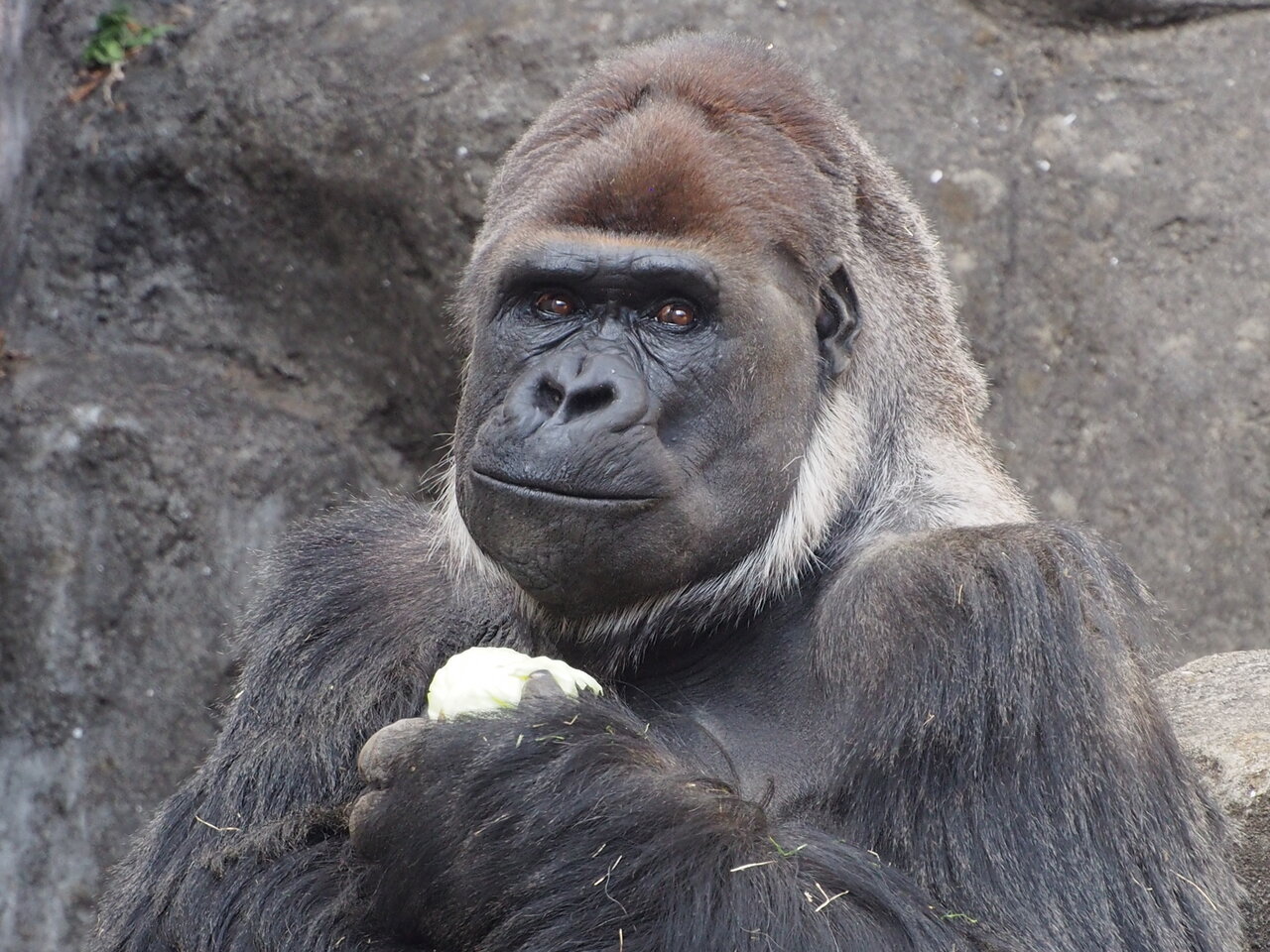 千葉市動物公園のゴリラ