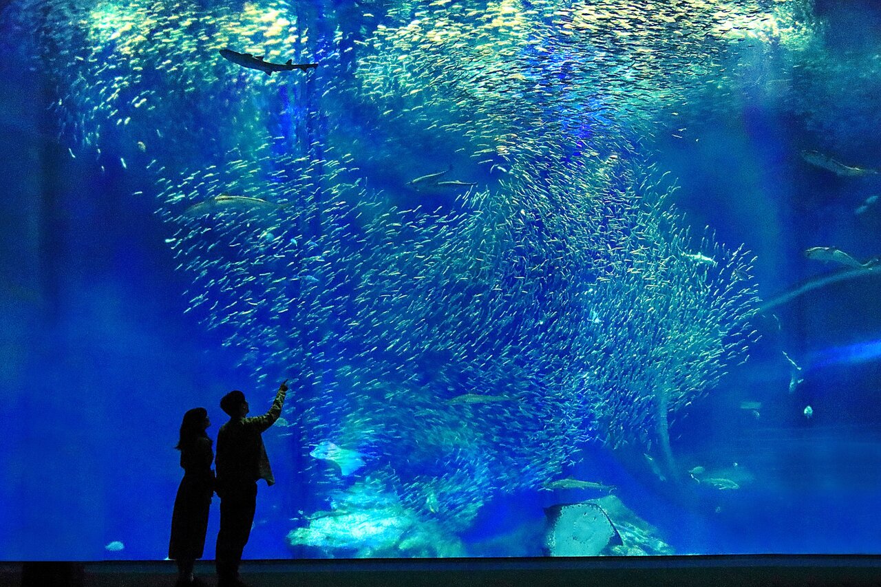 アクアワールドの出会いの大水槽