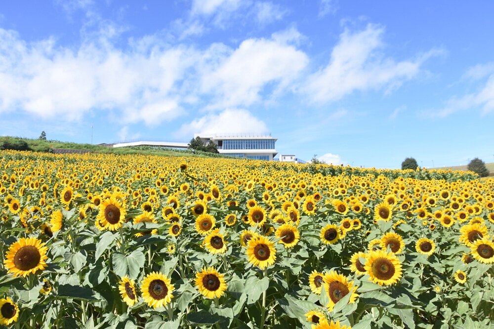 「あわじ花さじき」のひまわり