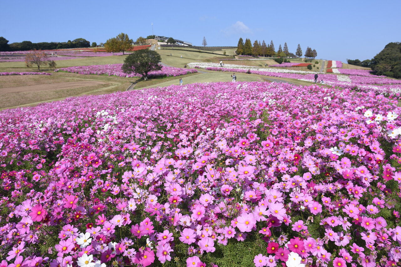 「あわじ花さじき」のコスモス