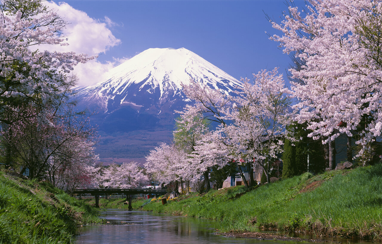 新名庄川の桜