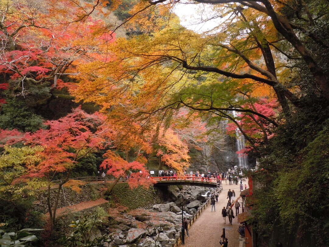 明治の森箕面国定公園の紅葉