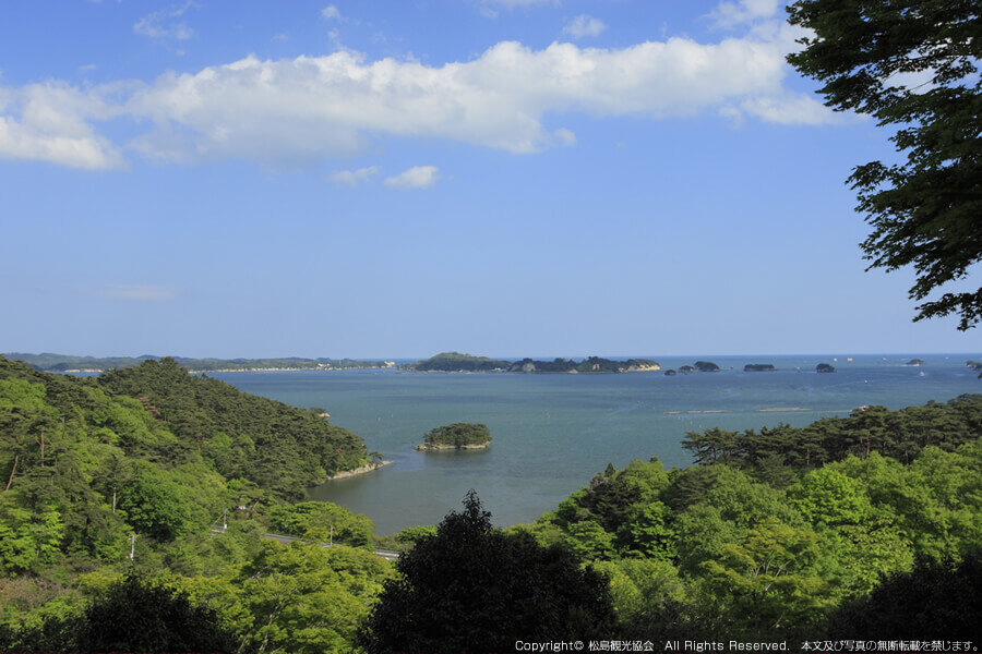 美しい新緑の松島