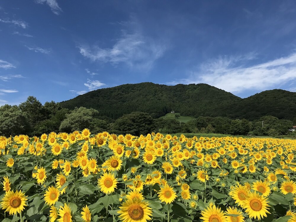 やくらいガーデンのひまわり畑