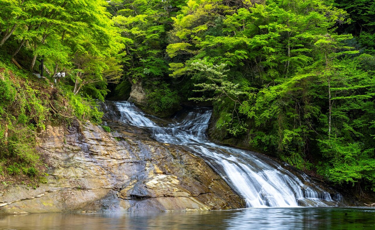 新緑が美しい粟又の滝
