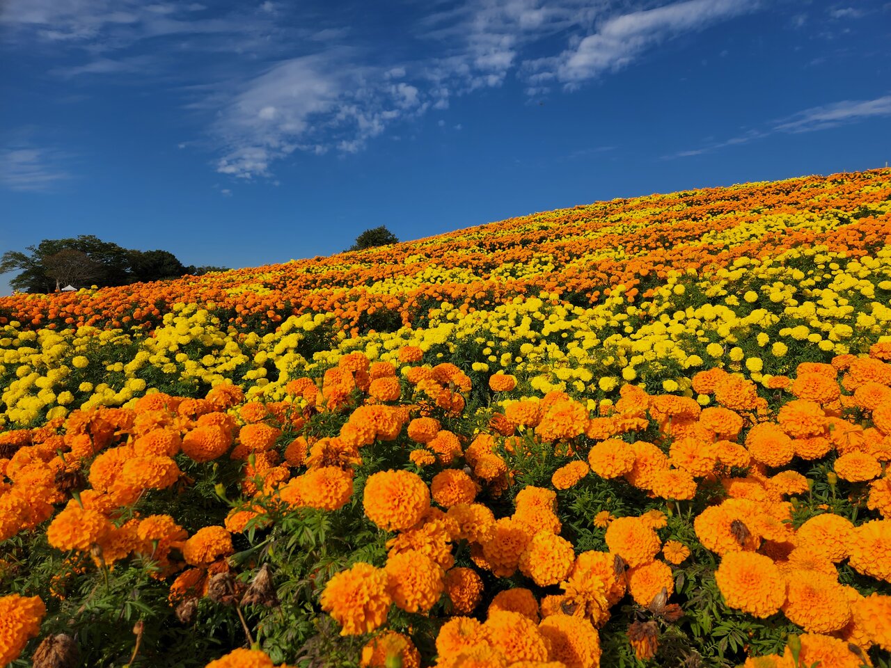 マリーゴールドの花畑