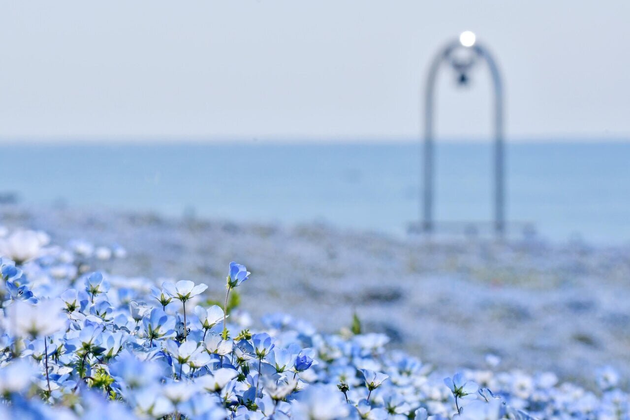 国営ひたち海浜公園のネモフィラと海