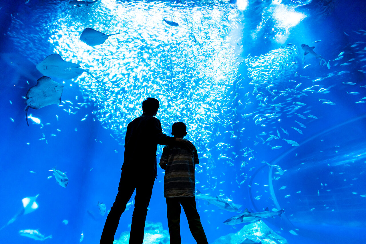 アクアワールド茨城県大洗水族館の出会いの海の大水槽