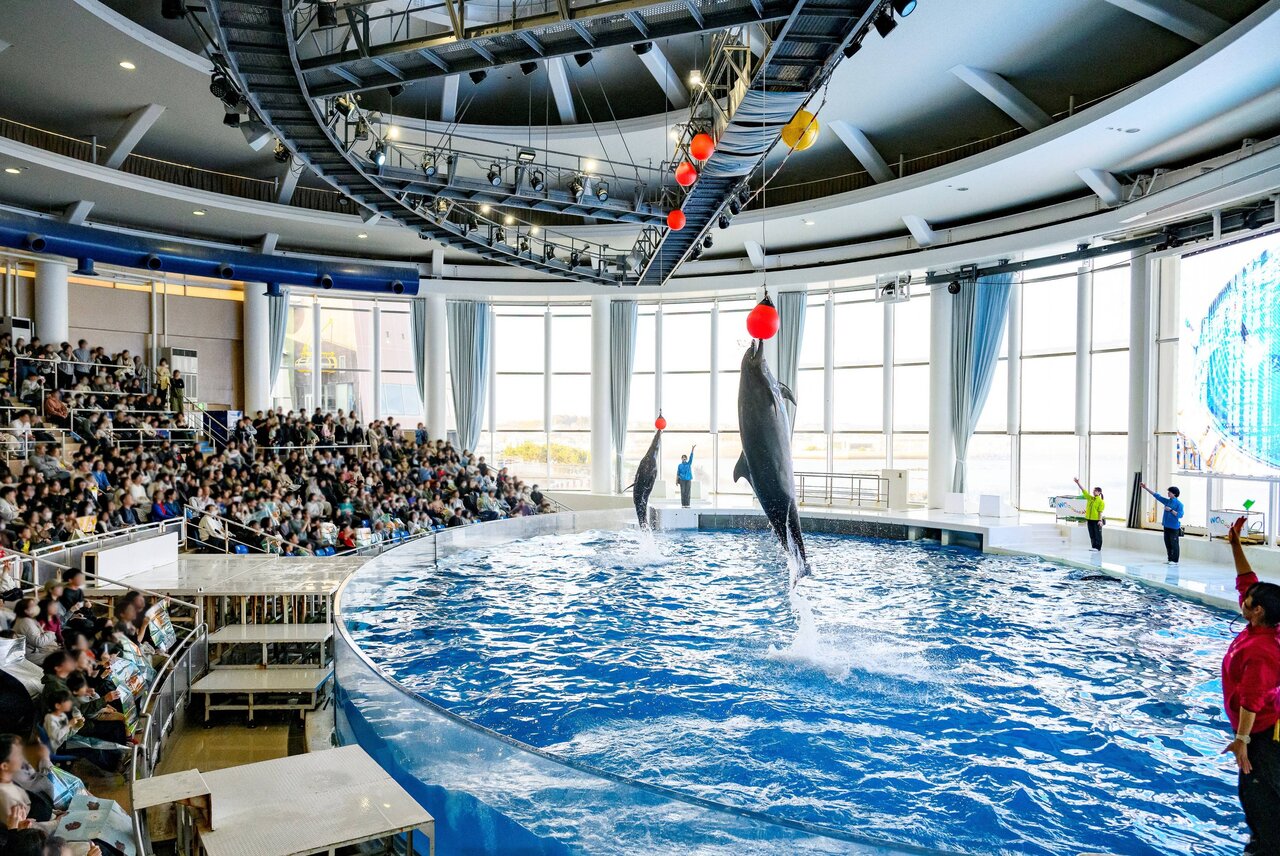 アクアワールド茨城県大洗水族館のイルカ・アシカオーシャンライブ