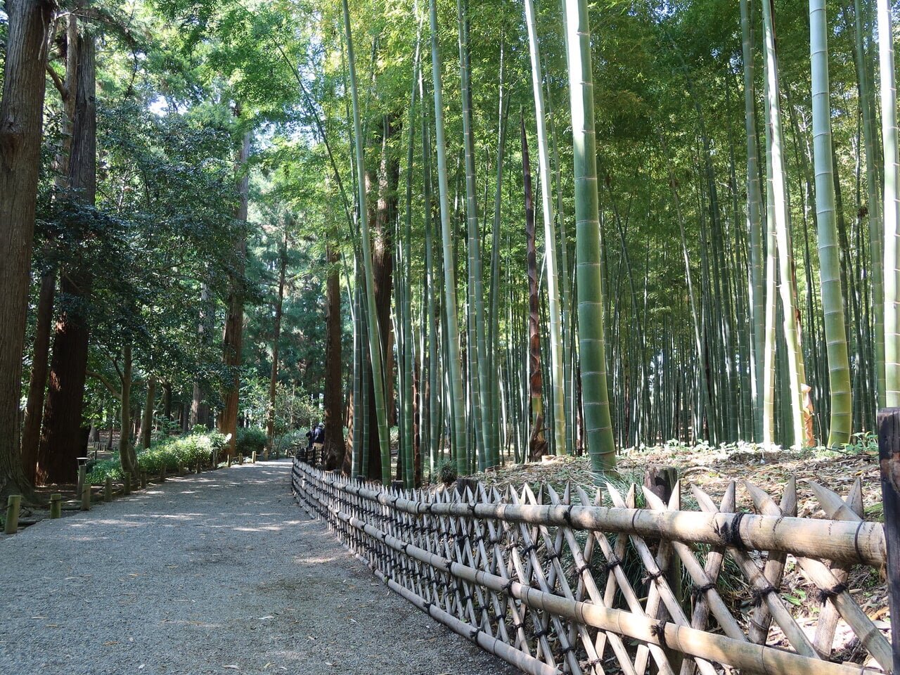 偕楽園の孟宗竹林
