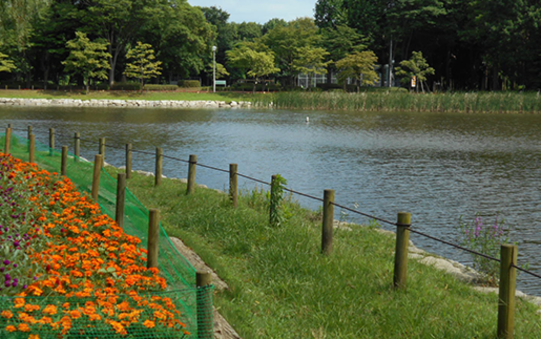 洞峰公園内にある洞峰沼
