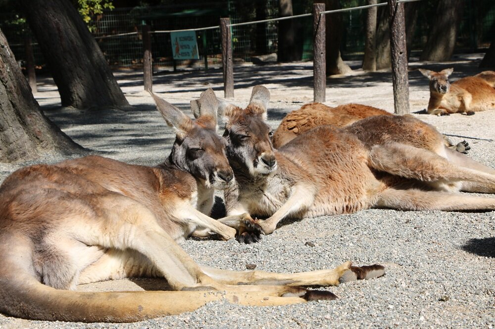 海の中道海浜公園のカンガルー