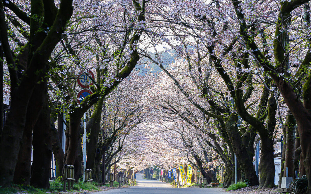 秋月の桜