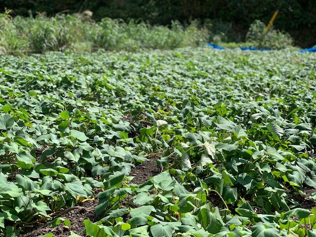 家men,焼酎,東京島酒,青ヶ島,あおちゅう,料理,かまど