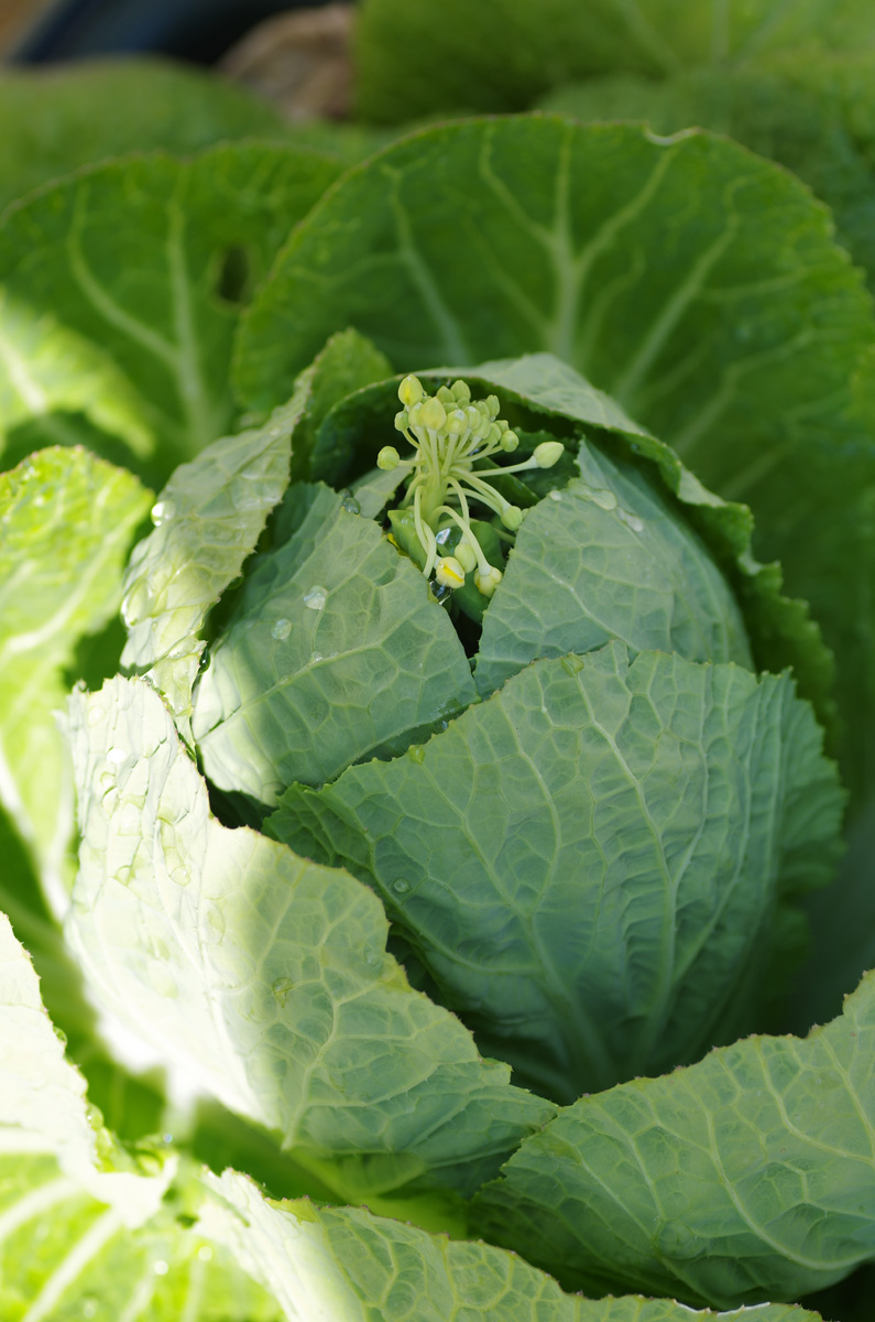 旬な 菜の花 をもっと美味しく 八百屋が教える菜の花の豆知識 選び方 保存方法 レシピ 家men オトコたちの家事を楽しく 毎日を楽しく パパ応援webメディア