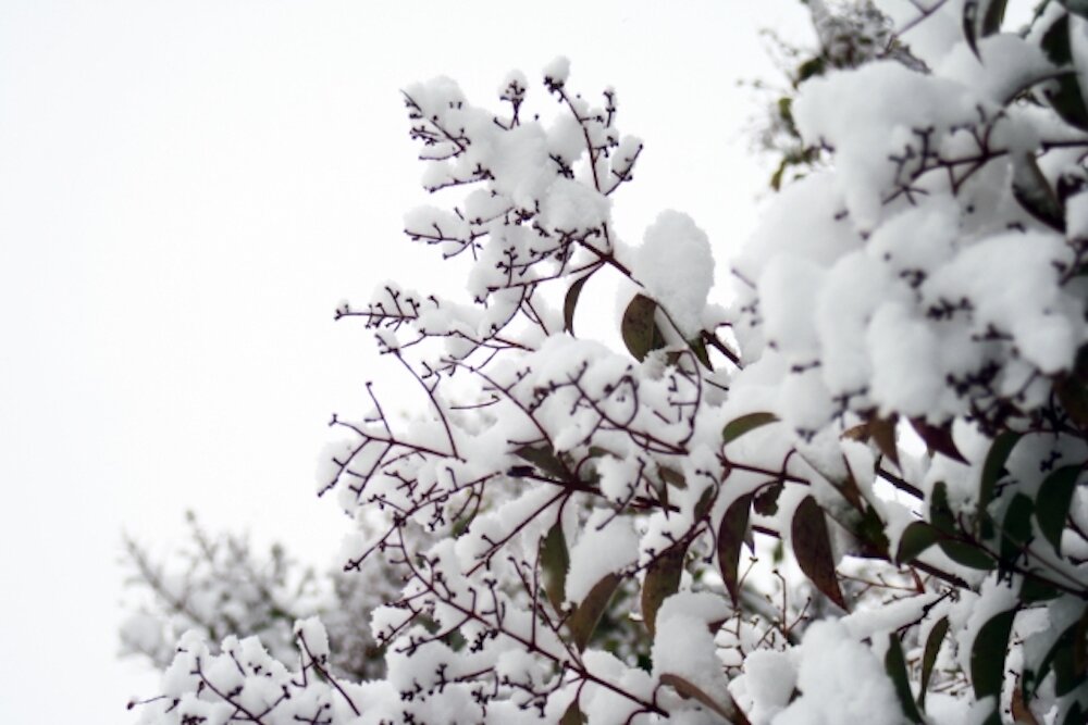 逝去 と 死去 の違いや適切な使い方とは 家族葬のファミーユ Coeurlien
