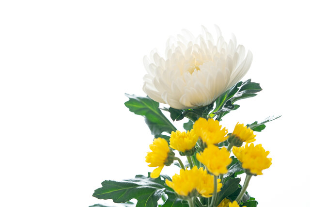 仏壇の切り花を長持ちさせるには 活け方や選び方を解説 家族葬のファミーユ Coeurlien