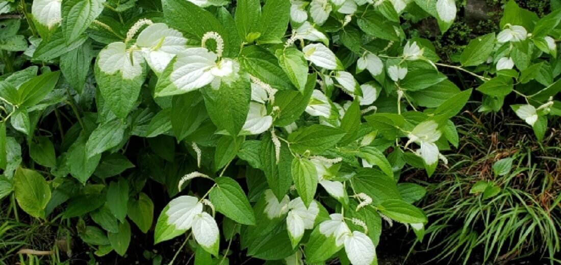 半夏生とはいつ頃?写真でみる由来の花と、タコのほか季節の食べ物 - 家族葬のファミーユ【Coeurlien】