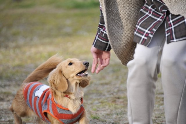 犬を飼い始めたら欲しい資格ナンバーワン!愛犬スペシャリスト