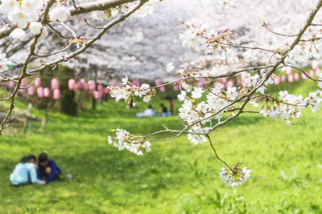 お花見は春だけじゃない!初めての正しいお花見の流儀