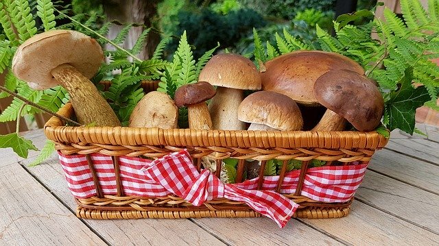 秋の味覚を自分で収穫!初めてのきのこ狩りを楽しむために!