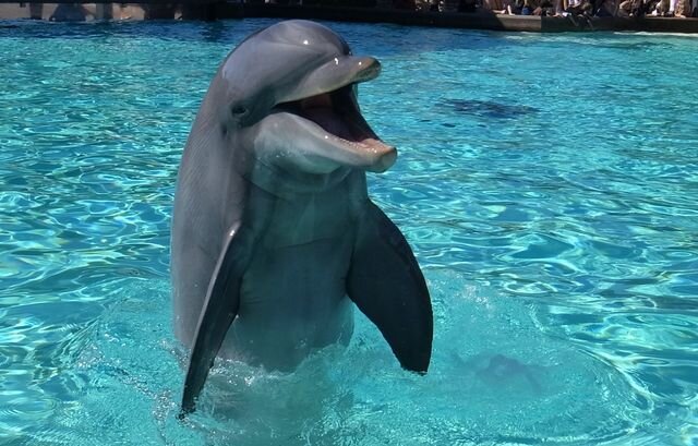 初めてのデートで行くなら水族館!イルカショーなど楽しめるイベントが満載!