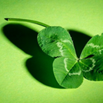幸運を呼びこむ10のこと、幸せを呼び込む食べ物🍀ちょっと意識するだけで、幸福度がアップします🌸