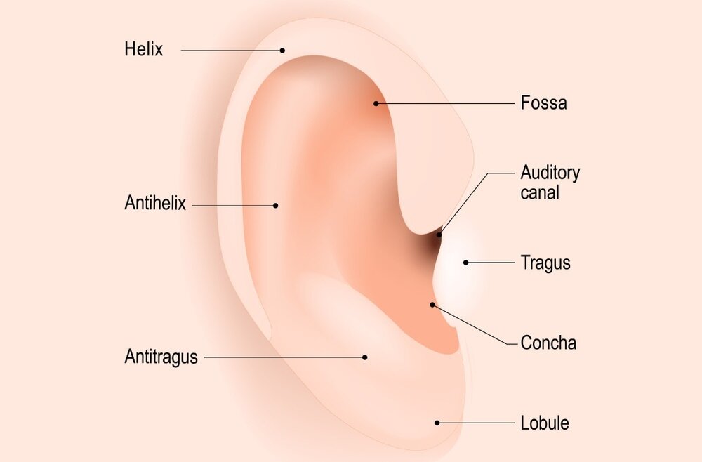 ピアスの位置別の名称