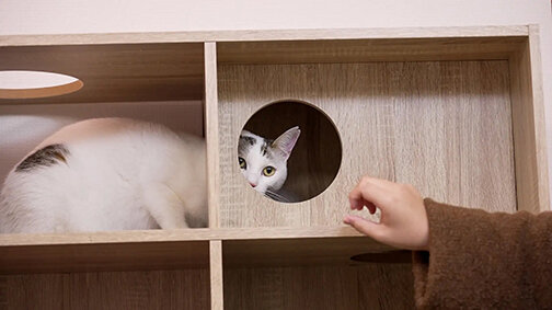 空き家活用で猫多頭飼育プラン/猫1匹、賃料2千円アップ/ネコ不動産