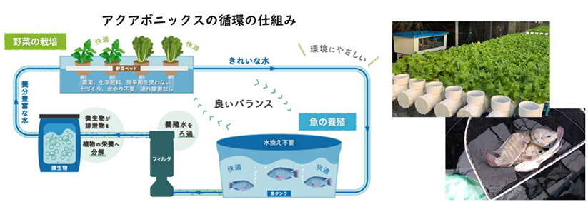 遊休地活用モデルに循環型農業／ガス会社が水産養殖×水耕栽培／大東建託Ｇ、事業多角化へ