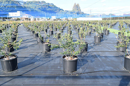 福岡市でスマート農業／１８００坪の耕作放棄地を活用／三好不Ｇ