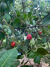 べトナムでバイオエタノール用糖の製造へ／住林、未利用資源を活用