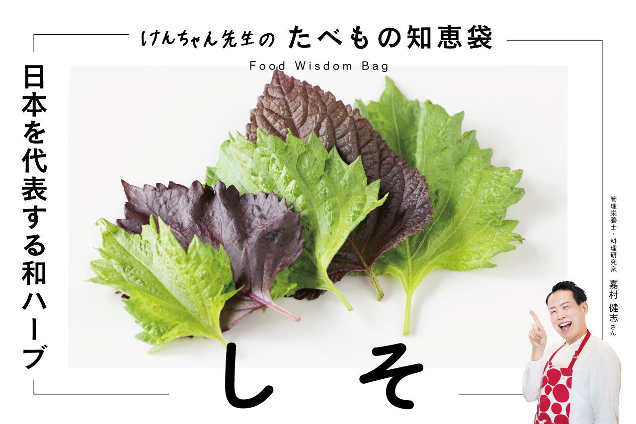 けんちゃん先生のたべもの知恵袋［しそ］
