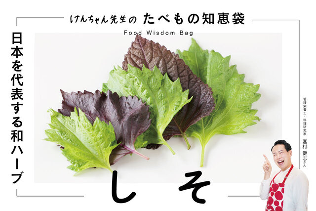けんちゃん先生のたべもの知恵袋［しそ］