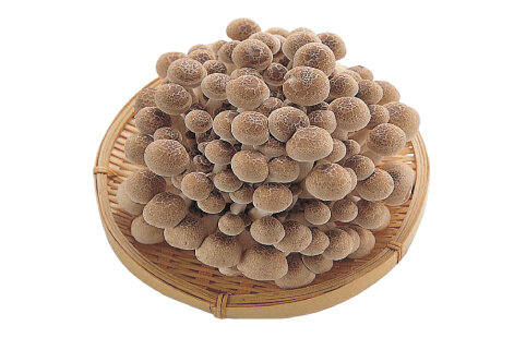 ぶなしめじ（福岡県産）