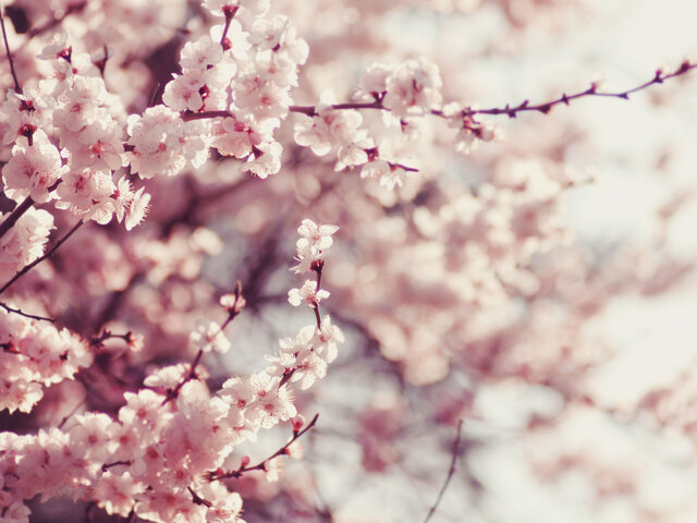 大学生におすすめ人気の香水10選 女子大生必見 Coloria Magazine カラリアマガジン